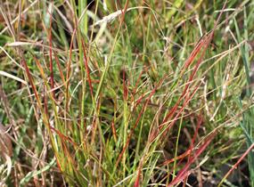 Dochan psárkovitý 'Burgundy Bunny' - Pennisetum alopecuroides 'Burgundy Bunny'