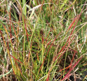 Dochan psárkovitý 'Burgundy Bunny' - Pennisetum alopecuroides 'Burgundy Bunny'