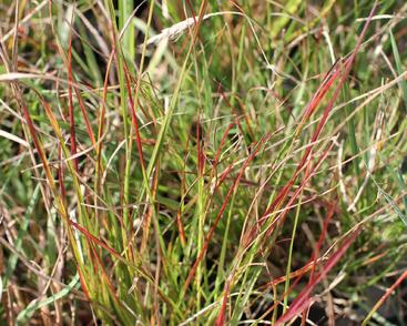 Dochan psárkovitý 'Burgundy Bunny'