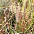 Dochan psárkovitý 'Burgundy Bunny' - Pennisetum alopecuroides 'Burgundy Bunny'