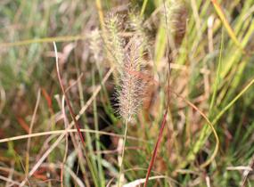 Dochan psárkovitý 'Burgundy Bunny' - Pennisetum alopecuroides 'Burgundy Bunny'