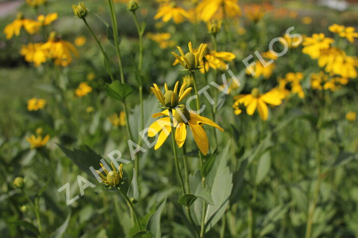 Třapatka lesklá 'Herbstsonne' - Rudbeckia nitida 'Herbstsonne'