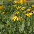 Třapatka lesklá 'Herbstsonne' - Rudbeckia nitida 'Herbstsonne'