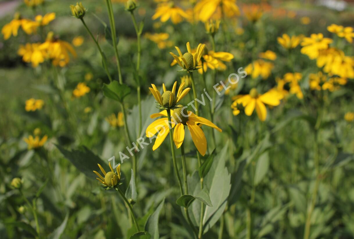 Třapatka lesklá 'Herbstsonne' - Rudbeckia nitida 'Herbstsonne'