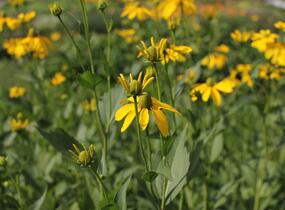 Třapatka lesklá 'Herbstsonne' - Rudbeckia nitida 'Herbstsonne'