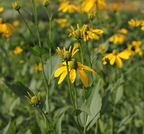 Třapatka lesklá 'Herbstsonne' - Rudbeckia nitida 'Herbstsonne'