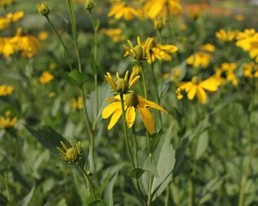 Třapatka lesklá 'Herbstsonne'