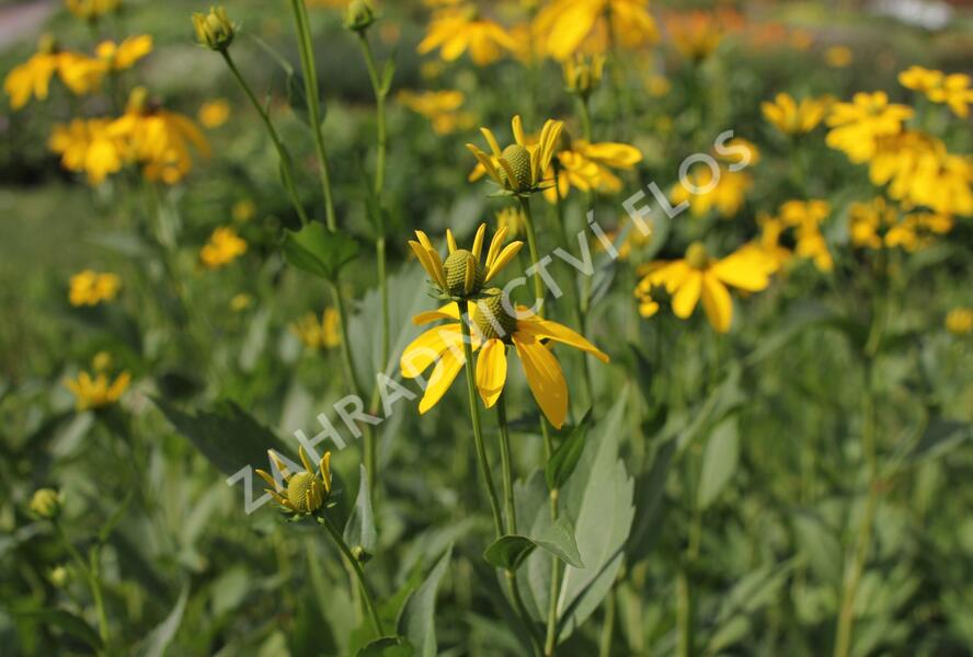 Třapatka lesklá 'Herbstsonne' - Rudbeckia nitida 'Herbstsonne'
