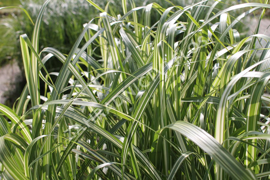 Ozdobnice čínská 'Cabaret' - Miscanthus sinensis 'Cabaret'