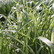 Ozdobnice čínská 'Cabaret' - Miscanthus sinensis 'Cabaret'