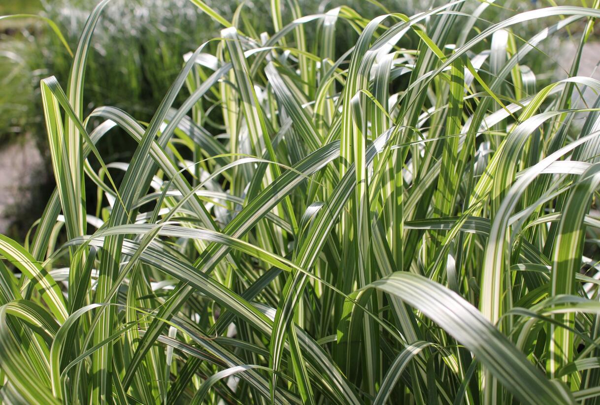 Ozdobnice čínská 'Cabaret' - Miscanthus sinensis 'Cabaret'