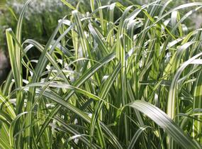 Ozdobnice čínská 'Cabaret' - Miscanthus sinensis 'Cabaret'