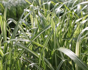 Ozdobnice čínská 'Cabaret'