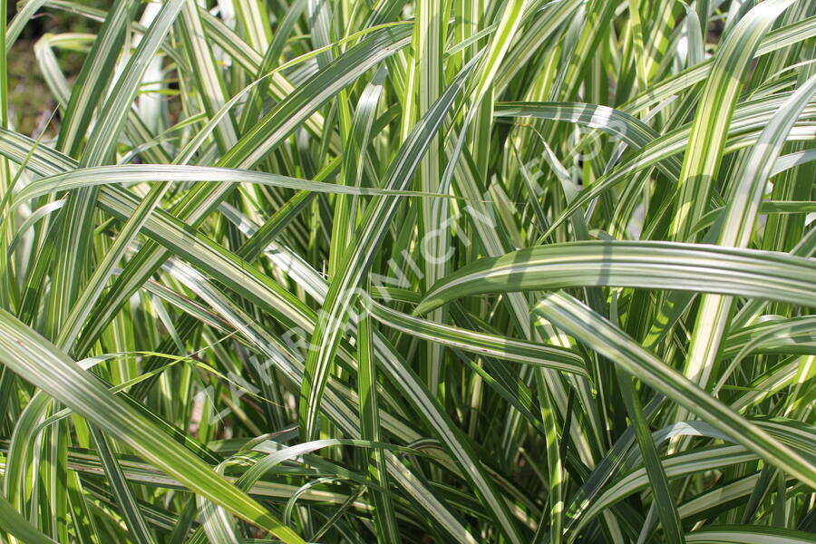 Ozdobnice čínská 'Cabaret' - Miscanthus sinensis 'Cabaret'