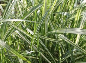 Ozdobnice čínská 'Cabaret' - Miscanthus sinensis 'Cabaret'