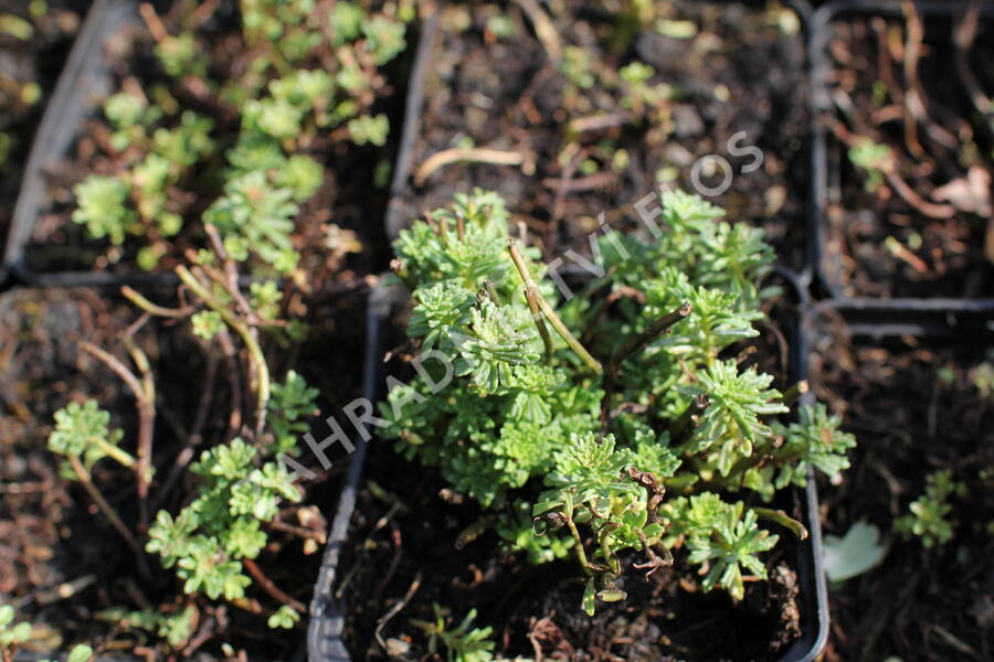 Rozchodník - Sedum middendorffianum