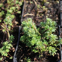 Rozchodník - Sedum middendorffianum