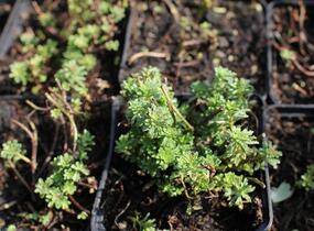Rozchodník - Sedum middendorffianum