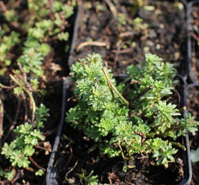 Rozchodník - Sedum middendorffianum