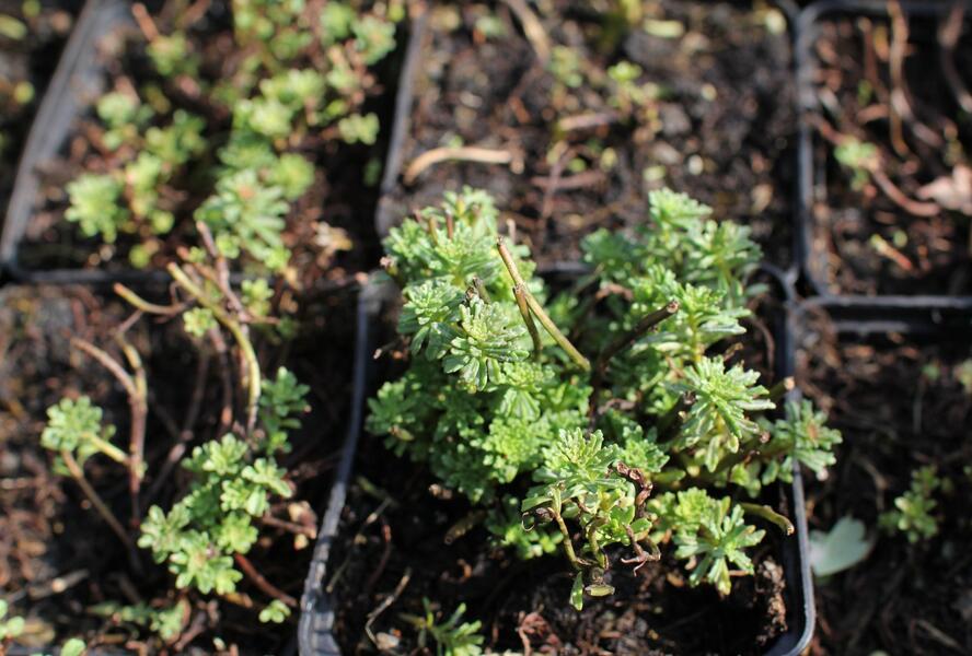 Rozchodník - Sedum middendorffianum