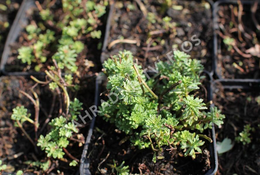 Rozchodník - Sedum middendorffianum