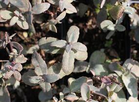 Rozchodník nachový 'Xenox Rainbow' - Sedum telephium 'Xenox Rainbow'