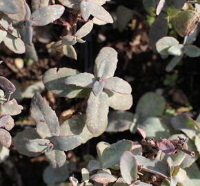 Rozchodník nachový 'Xenox Rainbow' - Sedum telephium 'Xenox Rainbow'