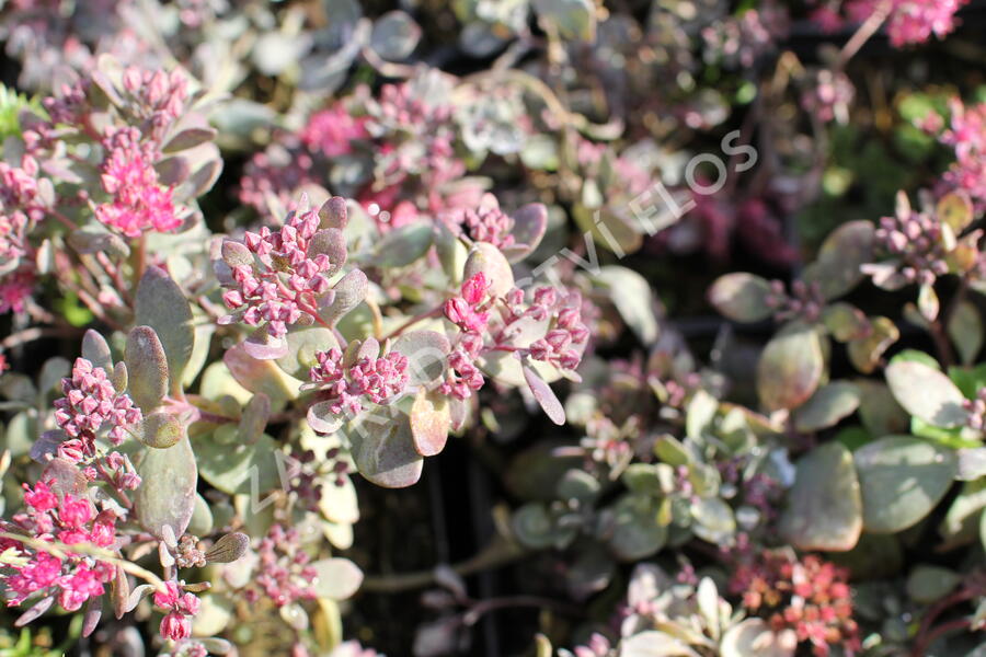 Rozchodník SunSparkler® 'Dazzleberry' - Sedum hybridum SunSparkler® 'Dazzleberry'