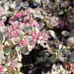 Rozchodník SunSparkler® 'Dazzleberry' - Sedum hybridum SunSparkler® 'Dazzleberry'