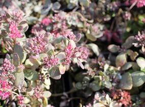 Rozchodník větvený SunSparkler® 'Dazzleberry' - Sedum cauticola SunSparkler® 'Dazzleberry'