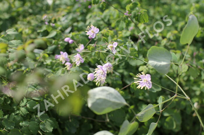 Žluťucha Delavayova - Thalictrum delavayi