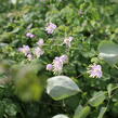 Žluťucha Delavayova - Thalictrum delavayi