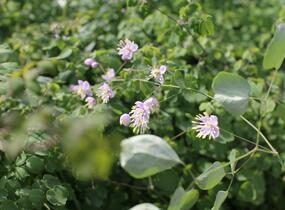 Žluťucha Delavayova - Thalictrum delavayi