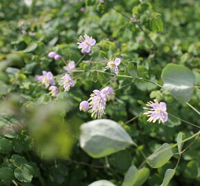 Žluťucha Delavayova - Thalictrum delavayi