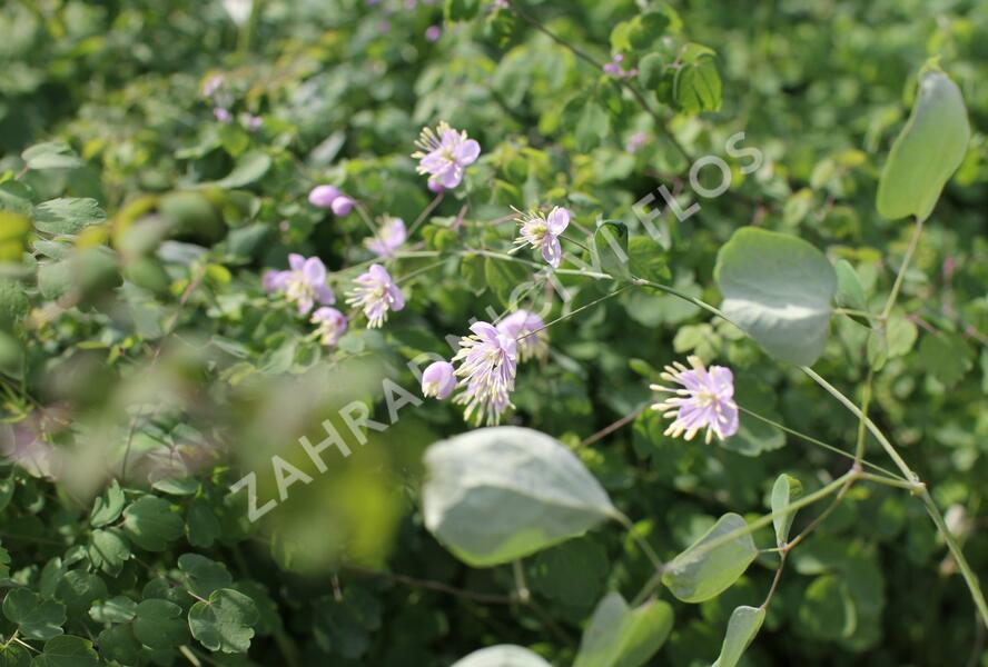 Žluťucha Delavayova - Thalictrum delavayi
