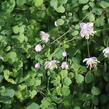 Žluťucha Delavayova - Thalictrum delavayi