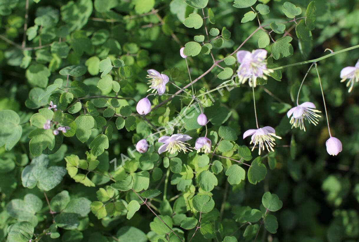 Žluťucha Delavayova - Thalictrum delavayi