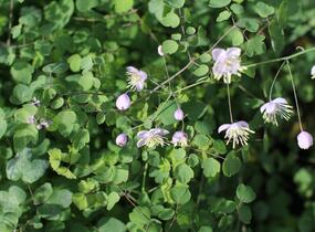 Žluťucha Delavayova - Thalictrum delavayi