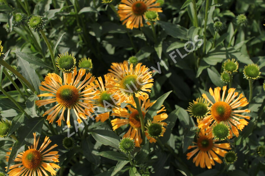 Třapatkovka nachová 'Yellow Passion' - Echinacea purpurea 'Yellow Passion'