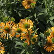 Třapatkovka nachová 'Yellow Passion' - Echinacea purpurea 'Yellow Passion'