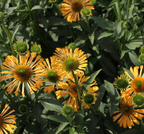 Třapatkovka nachová 'Yellow Passion' - Echinacea purpurea 'Yellow Passion'