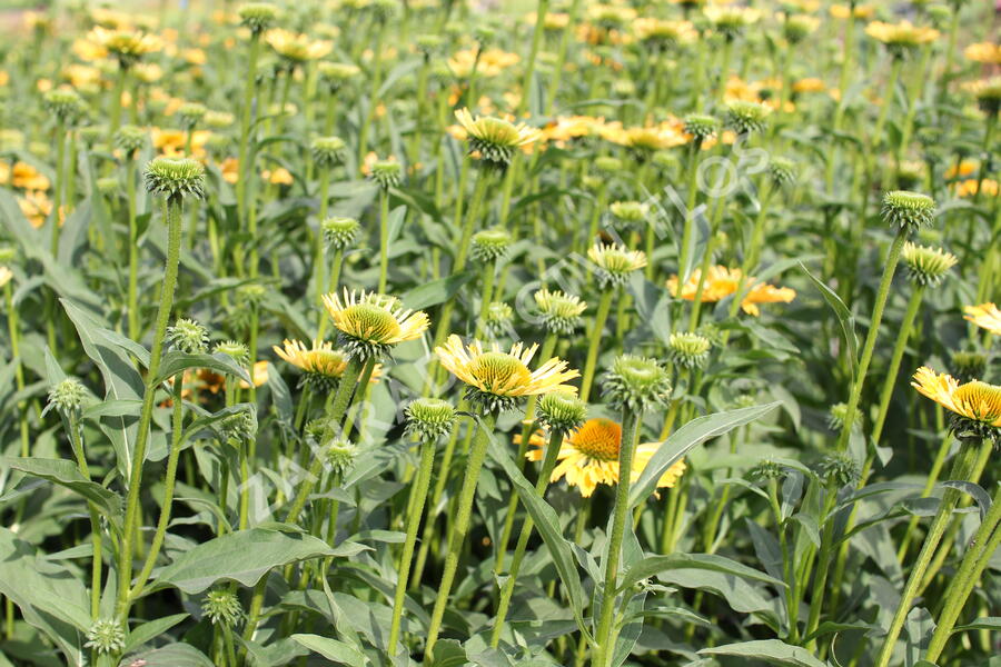 Třapatkovka nachová 'Yellow Passion' - Echinacea purpurea 'Yellow Passion'