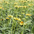 Třapatkovka nachová 'Yellow Passion' - Echinacea purpurea 'Yellow Passion'