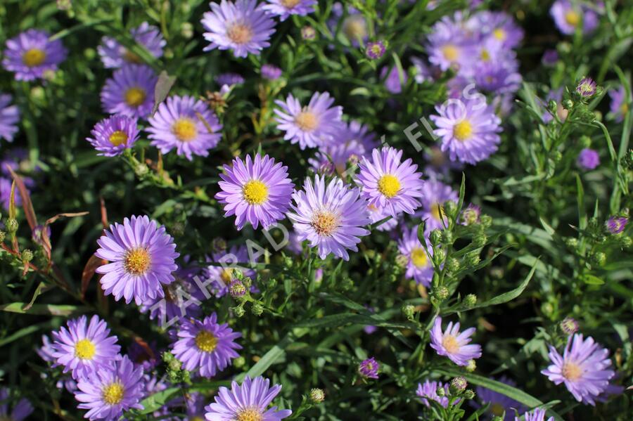 Hvězdnice vřesovcová 'Blue Wonder' - Aster ericoides 'Blue Wonder'