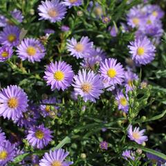 Hvězdnice vřesovcová 'Blue Wonder' - Aster ericoides 'Blue Wonder'