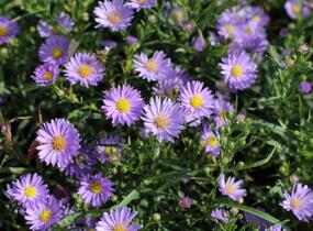Hvězdnice vřesovcová 'Blue Wonder' - Aster ericoides 'Blue Wonder'