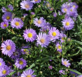 Hvězdnice vřesovcová 'Blue Wonder' - Aster ericoides 'Blue Wonder'