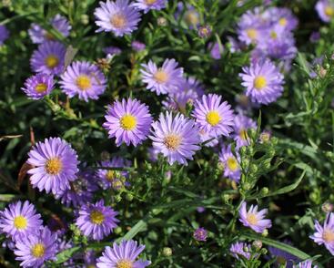 Hvězdnice vřesovcová 'Blue Wonder'