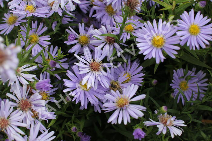 Hvězdnice keříčkovitá 'Zwergenhimmel' - Aster dumosus 'Zwergenhimmel'