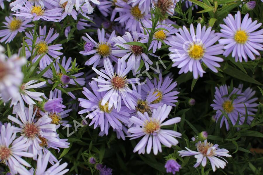 Hvězdnice keříčkovitá 'Zwergenhimmel' - Aster dumosus 'Zwergenhimmel'